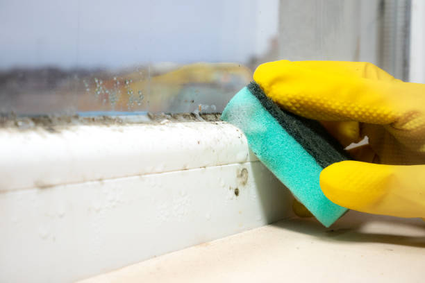 Office Mold Removal Services in Mcfarland, WI