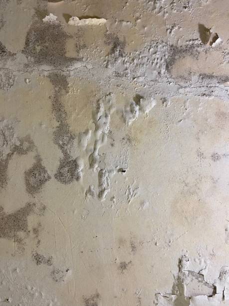 Best Black Mold Removal  in Mcfarland, WI
