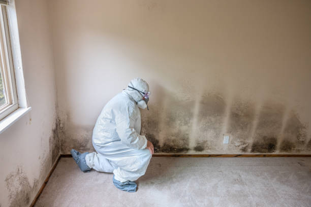 Best Professional Mold Removal  in Mcfarland, WI